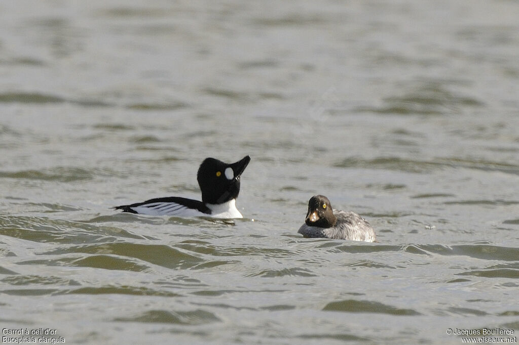 Common Goldeneye adult, Behaviour