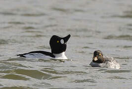 Common Goldeneye