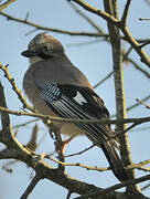 Eurasian Jay