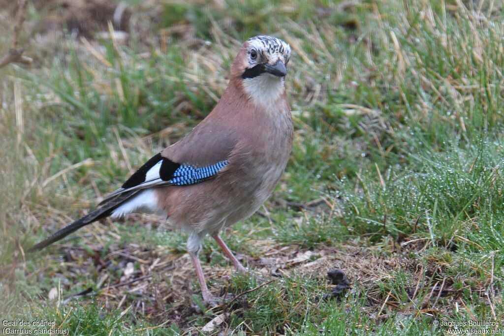 Eurasian Jay