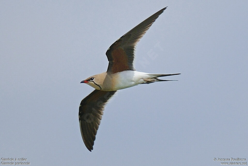 Collared Pratincoleadult breeding