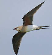 Collared Pratincole