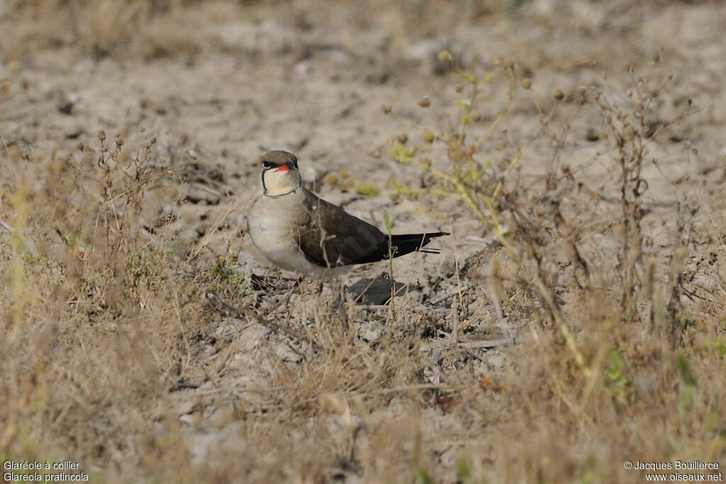 Collared Pratincoleadult breeding