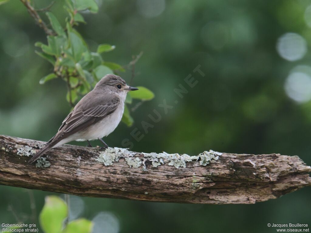 Spotted Flycatcher