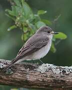 Spotted Flycatcher