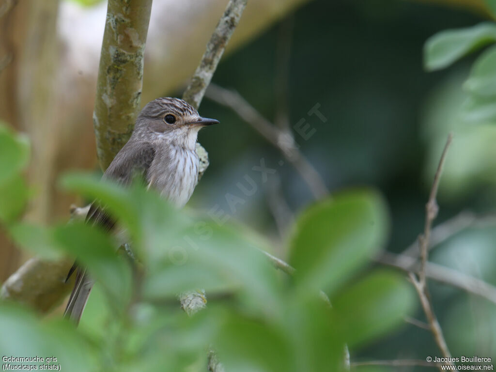 Spotted Flycatcher