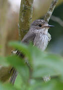 Spotted Flycatcher