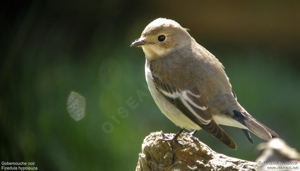 European Pied Flycatcher female