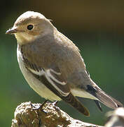 European Pied Flycatcher