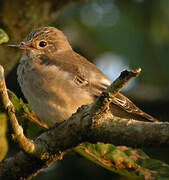 European Pied Flycatcher