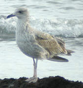 European Herring Gull