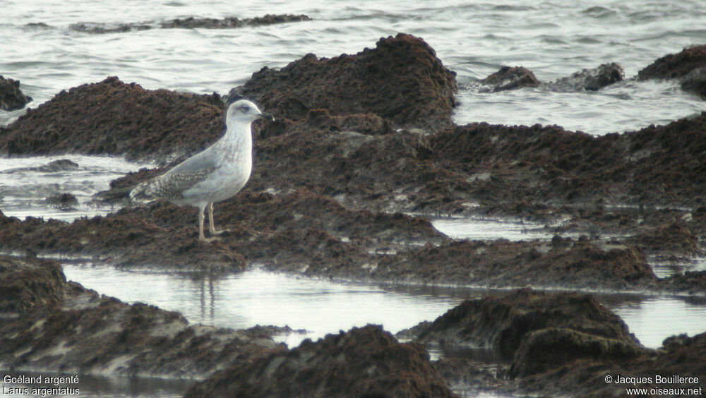 European Herring Gull