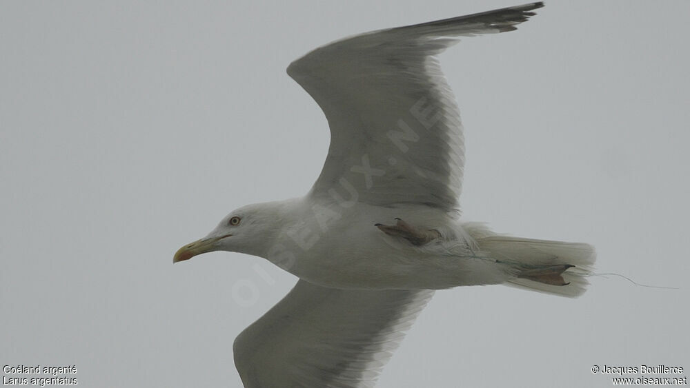 European Herring Gull