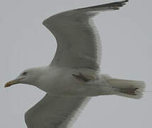 European Herring Gull