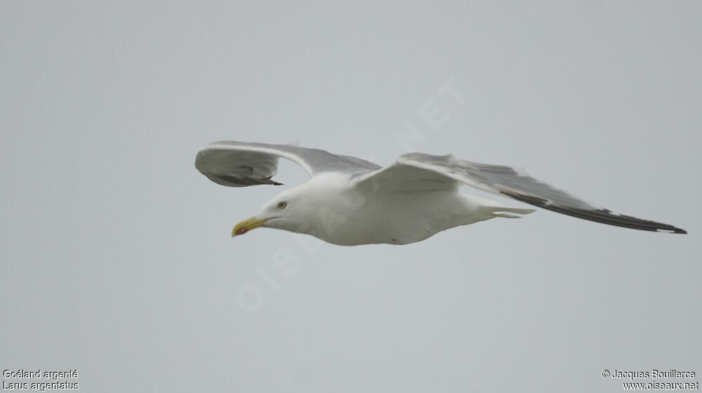 European Herring Gull