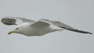 European Herring Gull