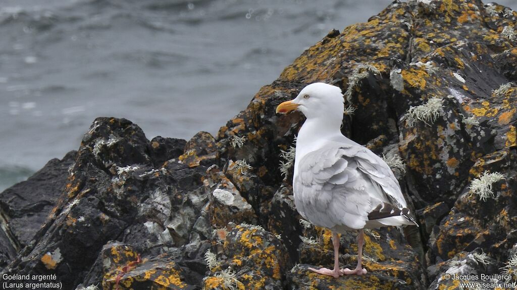 European Herring Gull