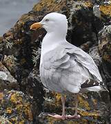 Goéland argenté