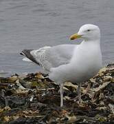 European Herring Gull