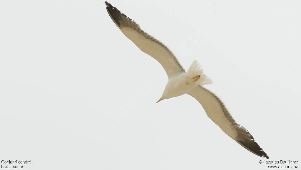 Common Gull