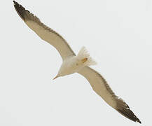 Common Gull