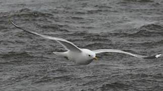 Common Gull