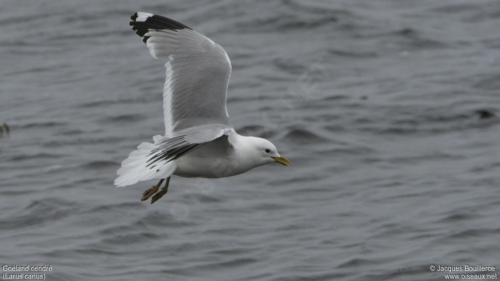 Common Gull