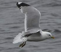 Common Gull