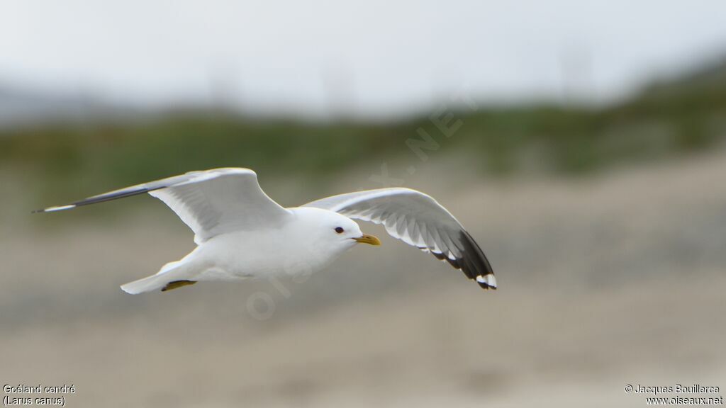 Common Gull