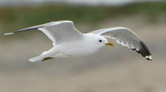 Mew Gull