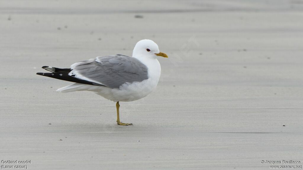 Common Gull