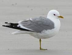 Mew Gull