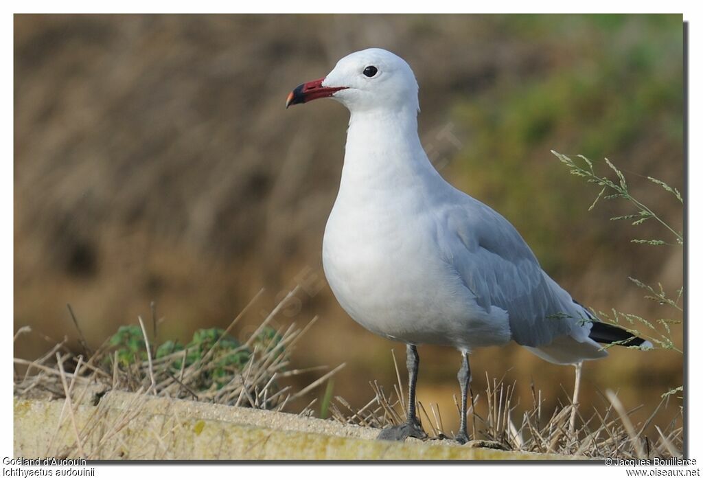 Audouin's Gulladult post breeding, identification