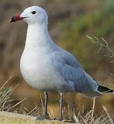 Audouin's Gull