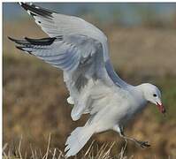 Audouin's Gull