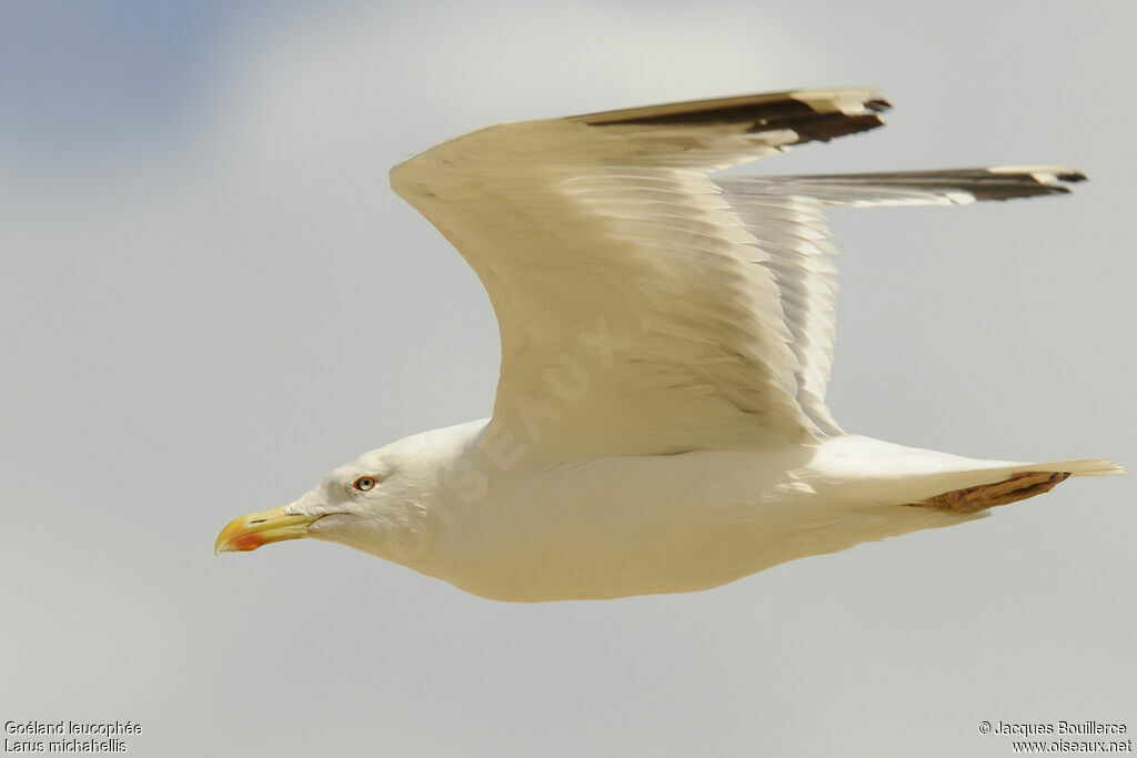 Yellow-legged Gulladult