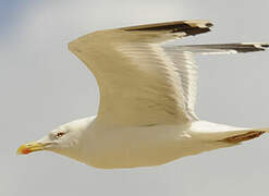 Yellow-legged Gull