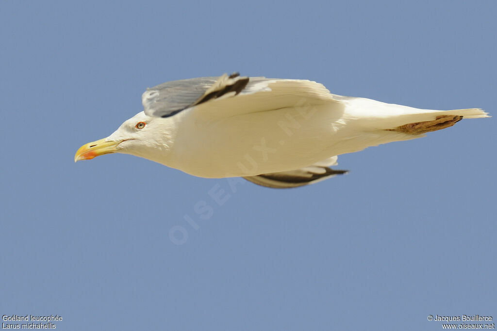 Yellow-legged Gulladult