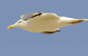 Yellow-legged Gull