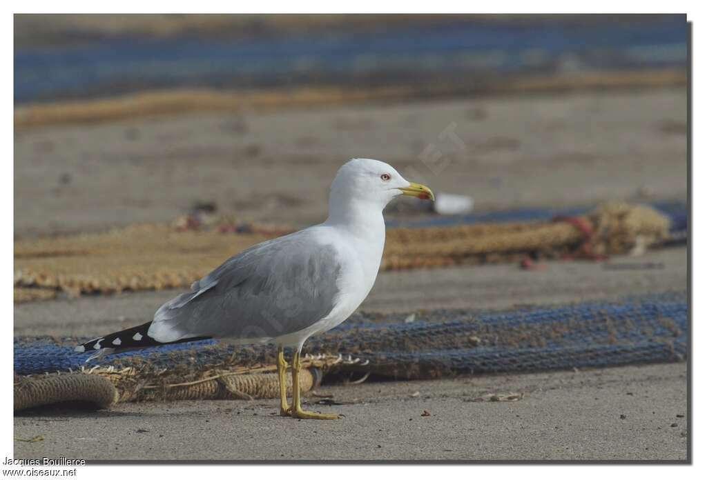 Yellow-legged Gulladult post breeding, identification