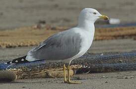 Yellow-legged Gull