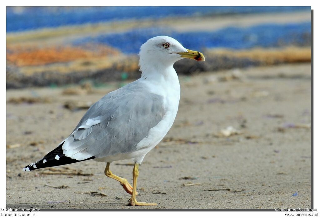 Yellow-legged Gullsubadult