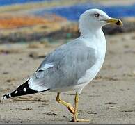 Yellow-legged Gull