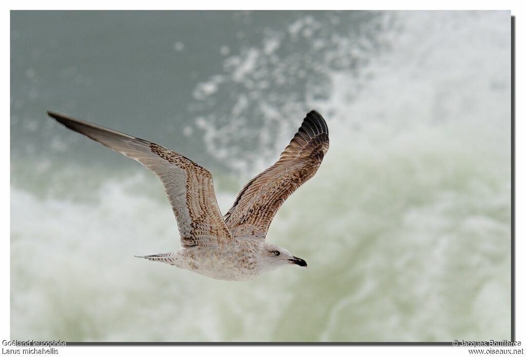 Yellow-legged GullFirst year