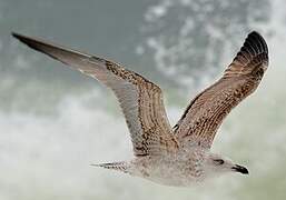 Yellow-legged Gull