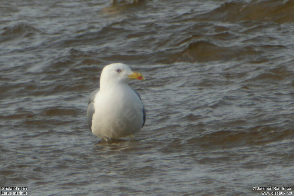 Goéland marinadulte