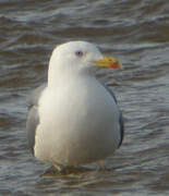 Great Black-backed Gull