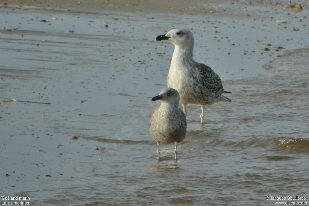 Great Black-backed Gulljuvenile