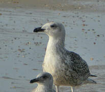 Great Black-backed Gull