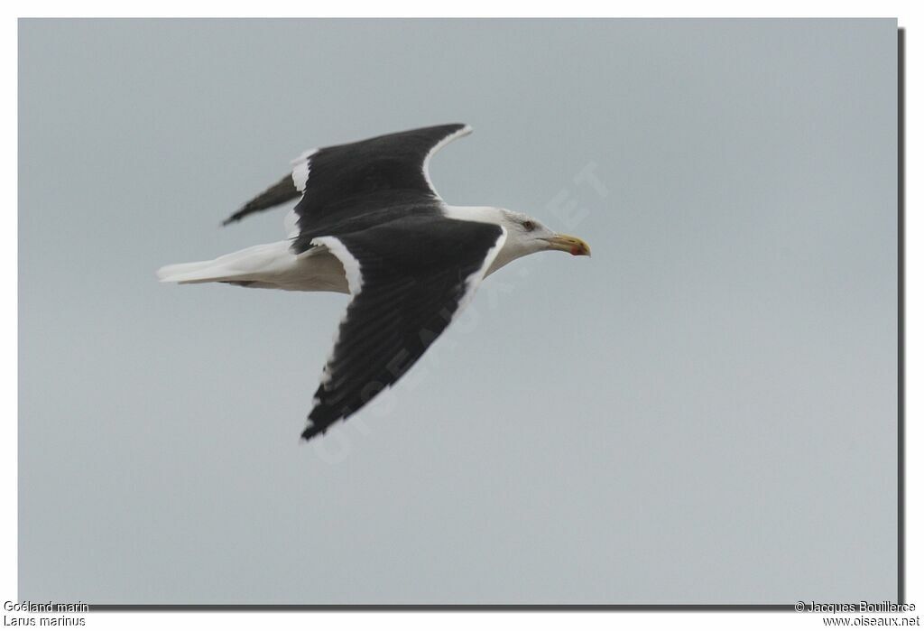 Great Black-backed Gulladult